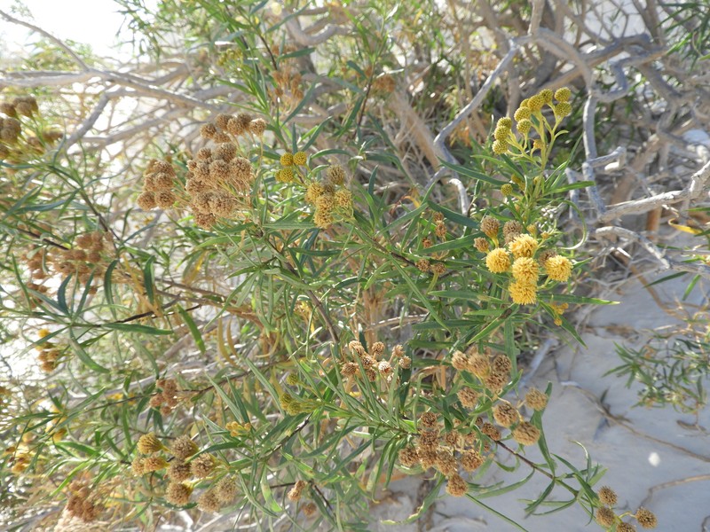 Varilla mexicana var. gypsophila
