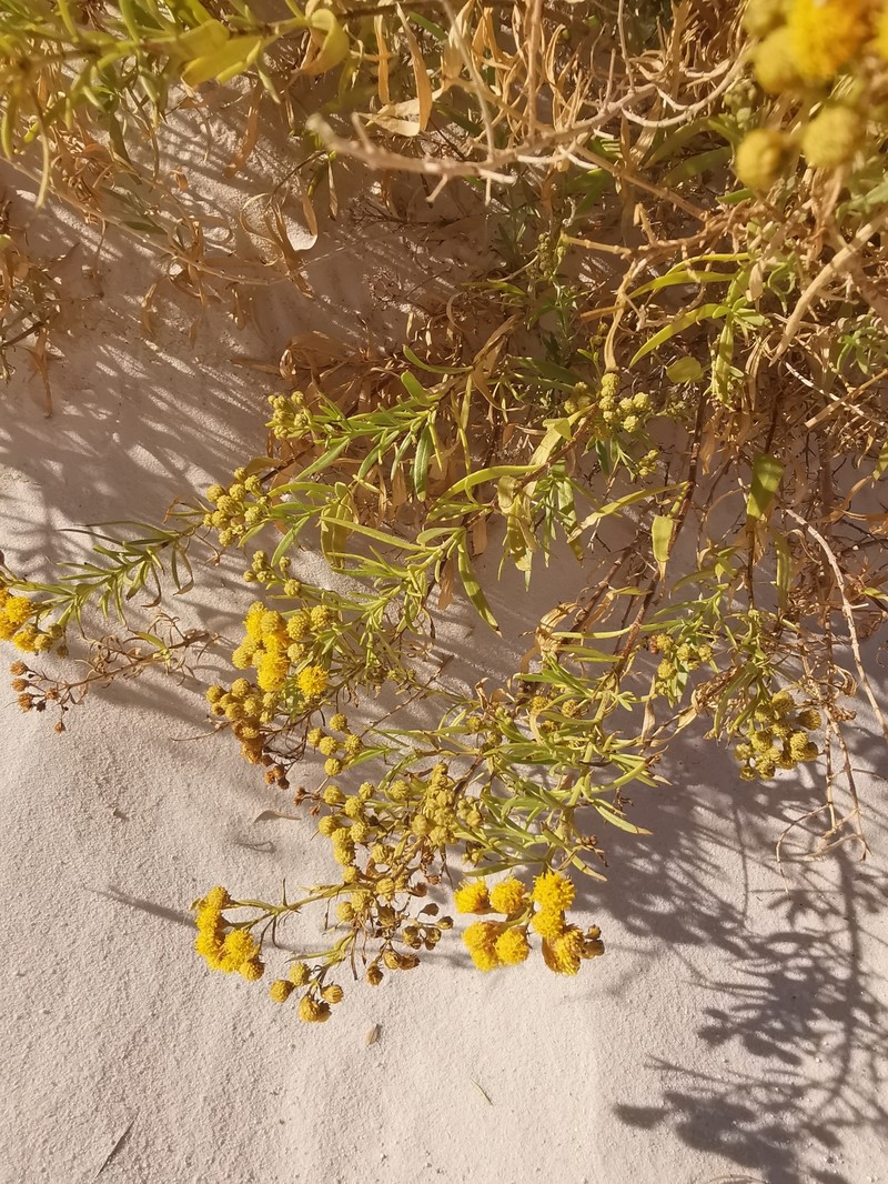 Varilla mexicana var. gypsophila photo 2