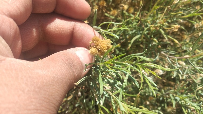 Varilla mexicana var. gypsophila photo 3