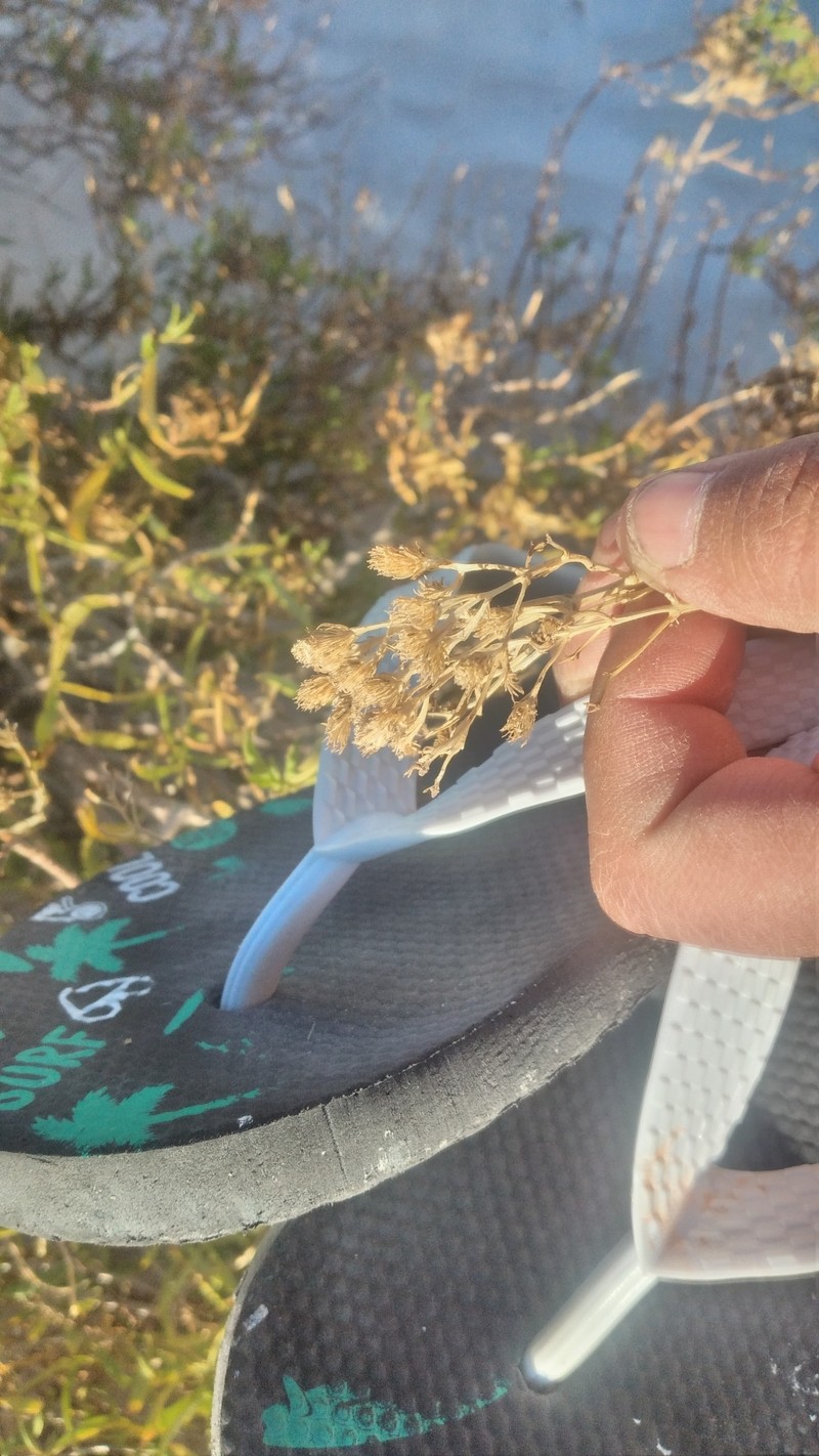Varilla mexicana var. gypsophila photo 4