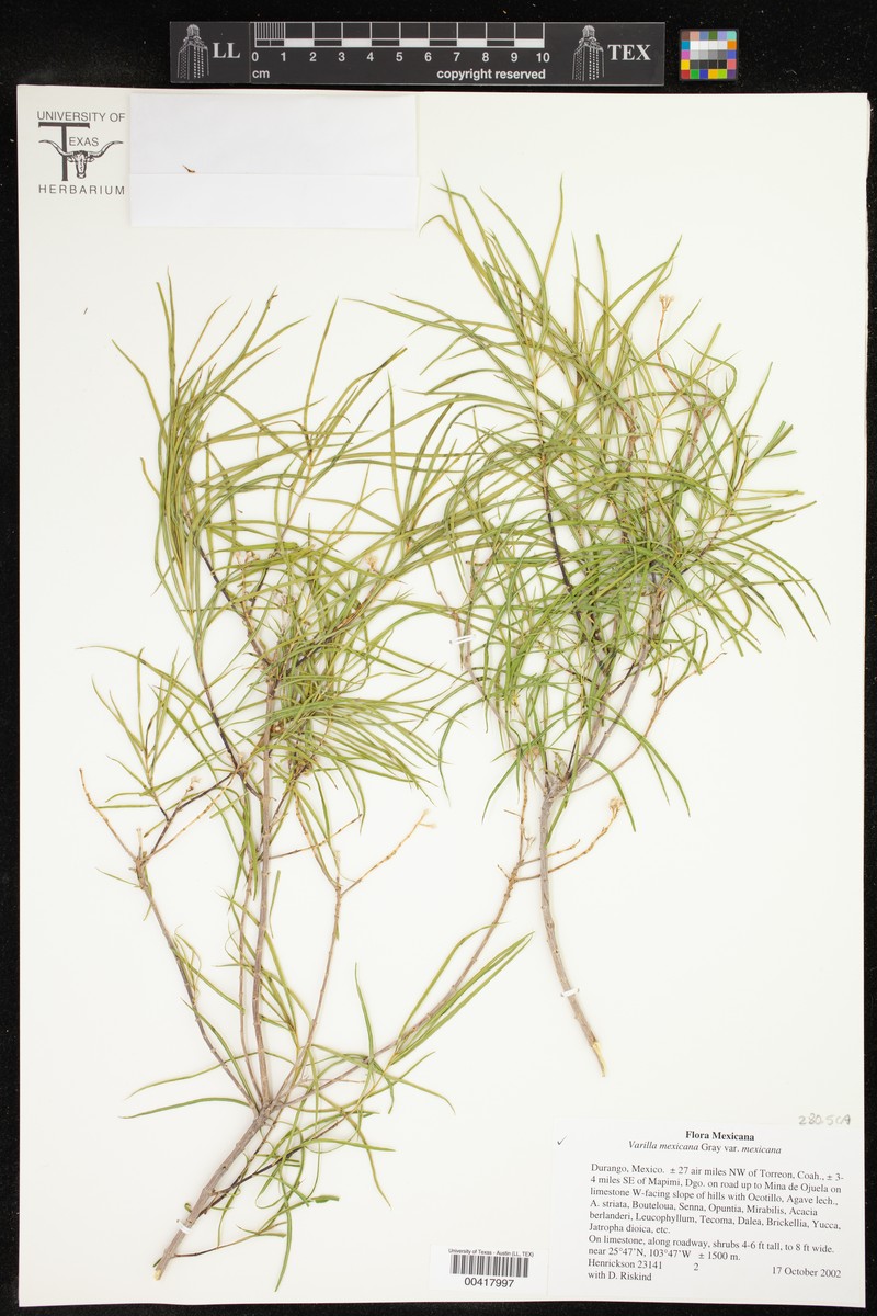 Varilla mexicana var. mexicana