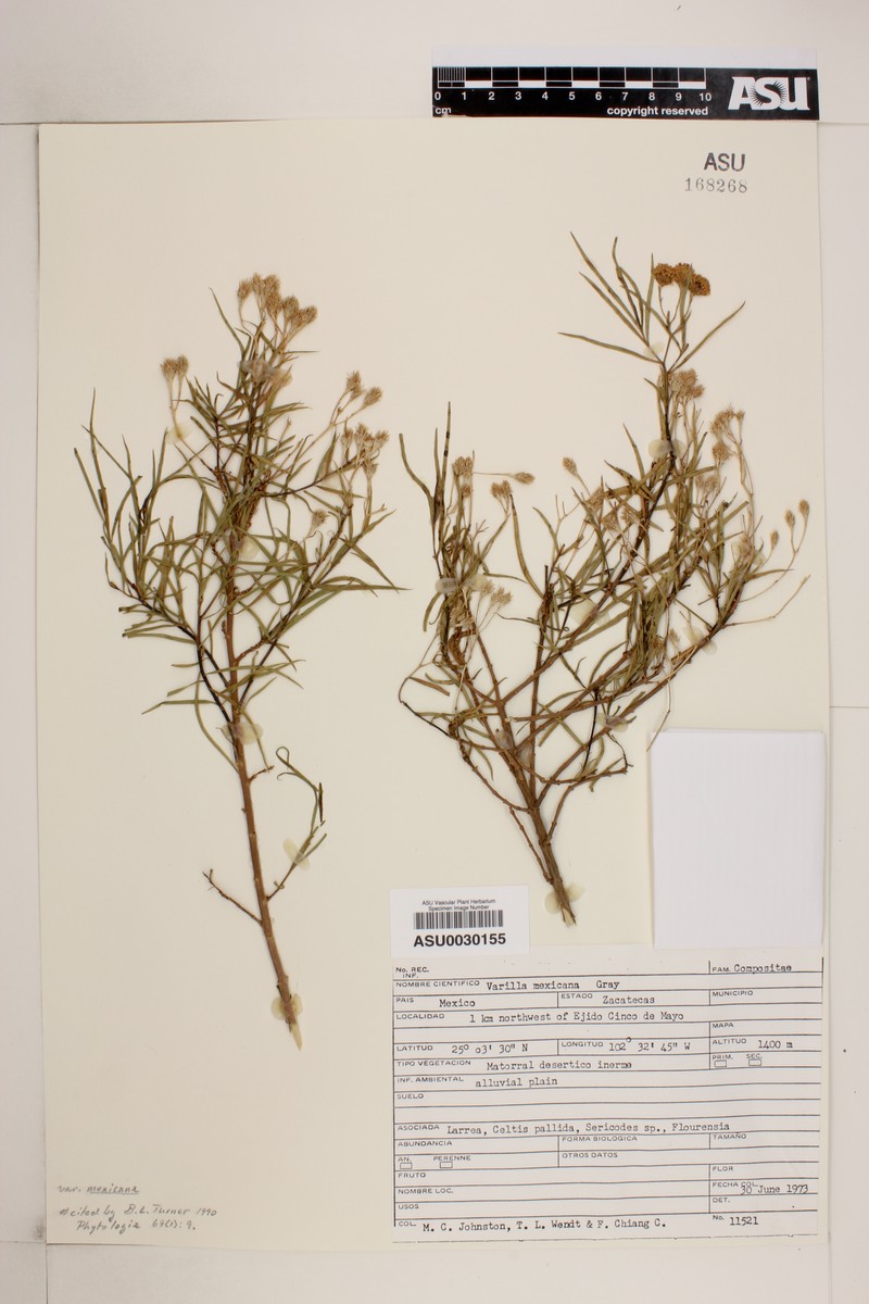 Varilla mexicana var. mexicana photo 2