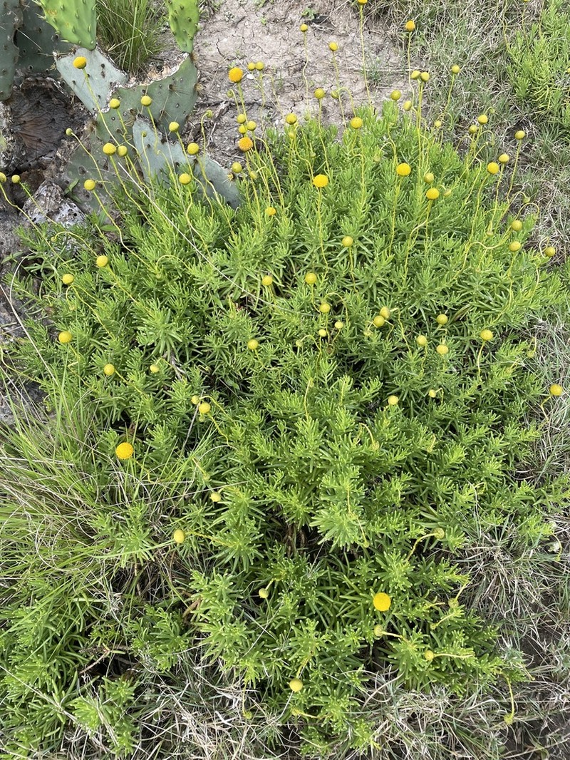 Texas Varilla photo 3