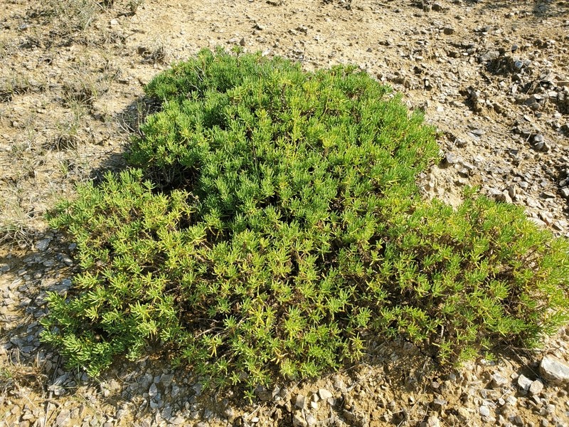 Texas Varilla photo 5