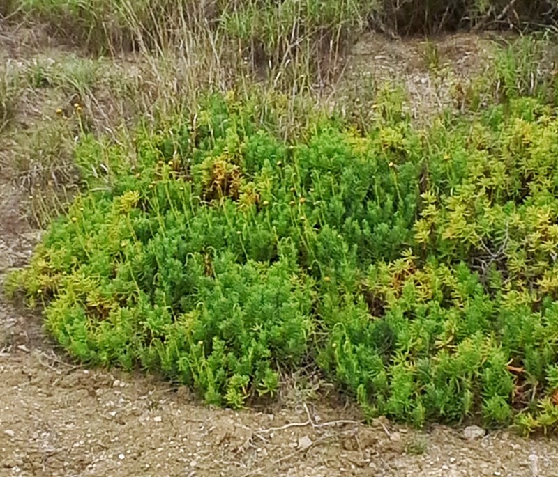 Texas Varilla photo 6