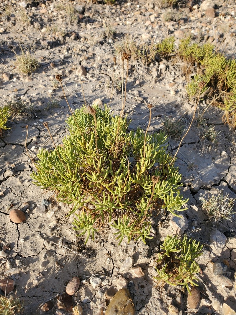 Texas Varilla photo 8