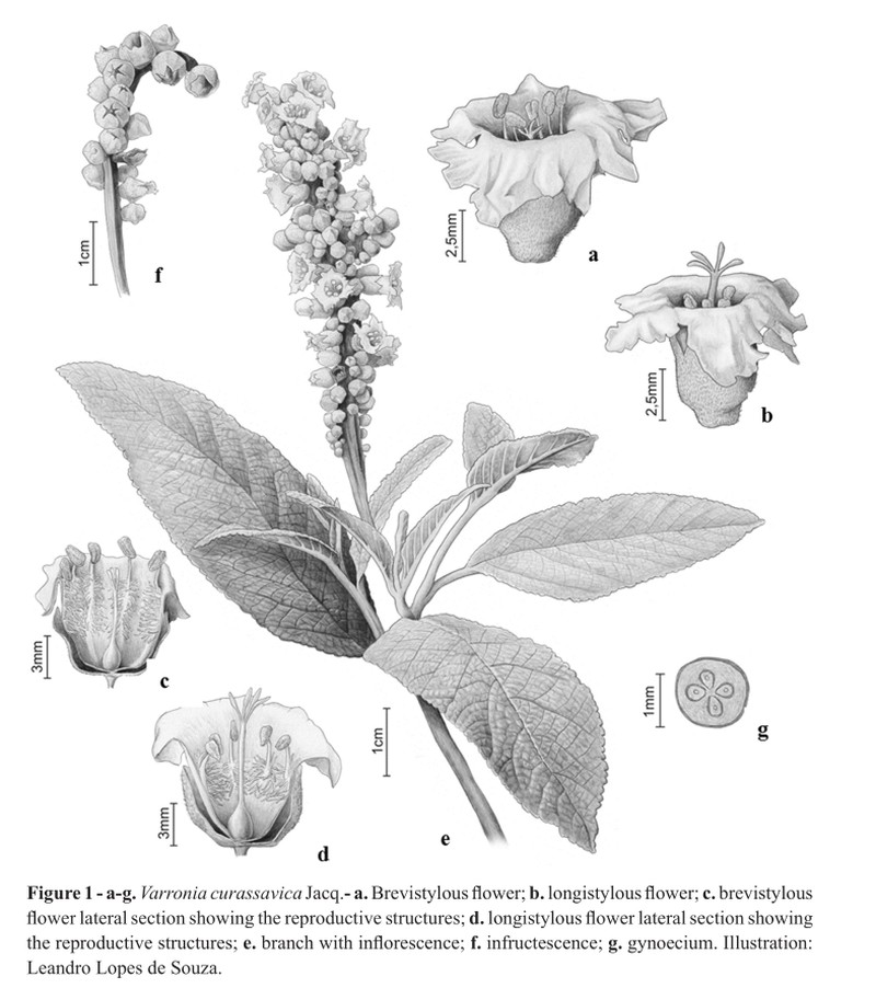 Black Sage photo 6