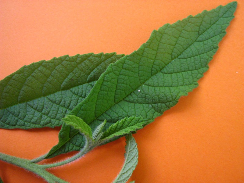 Black Sage photo 7