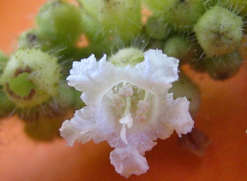 Black Sage photo 8
