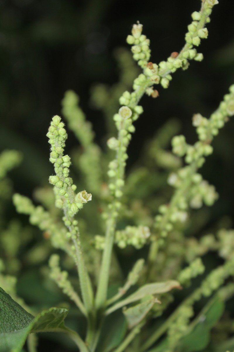 Varronia fuertesii photo 2