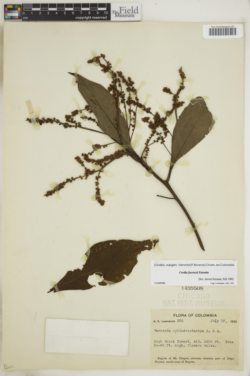 Varronia fuertesii photo 3