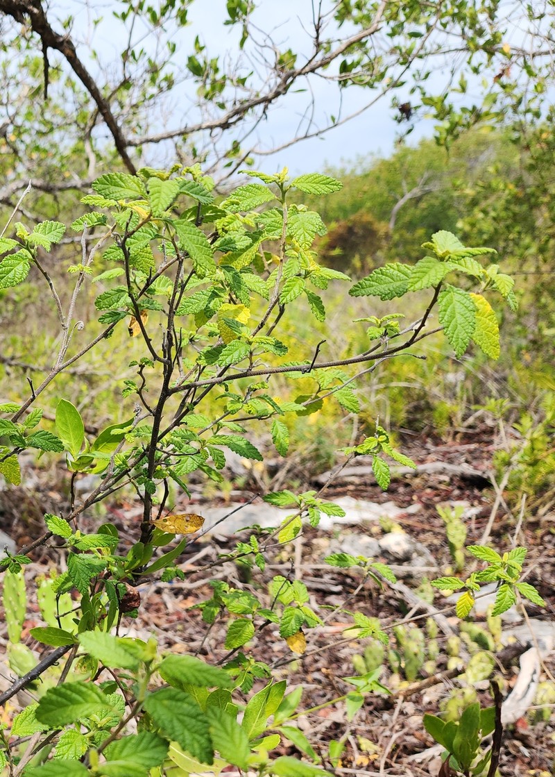 Curaciao Bush photo 3