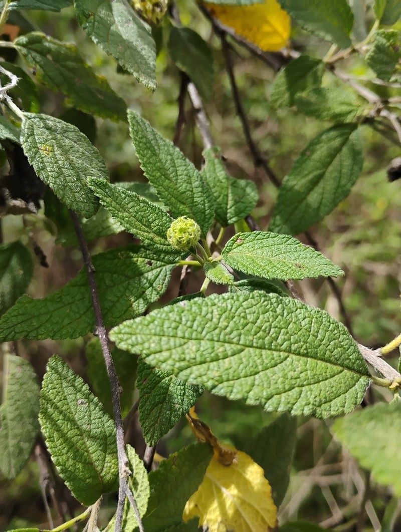 Curaciao Bush photo 5