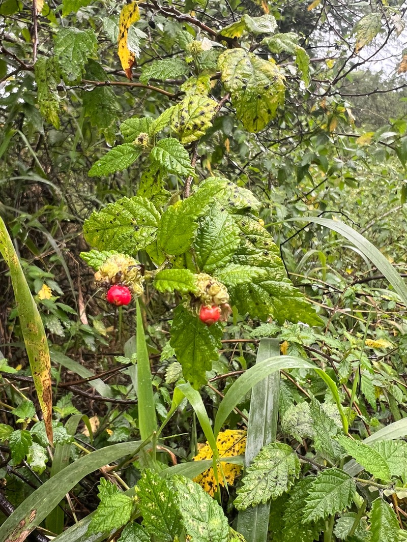 Curaciao Bush photo 8