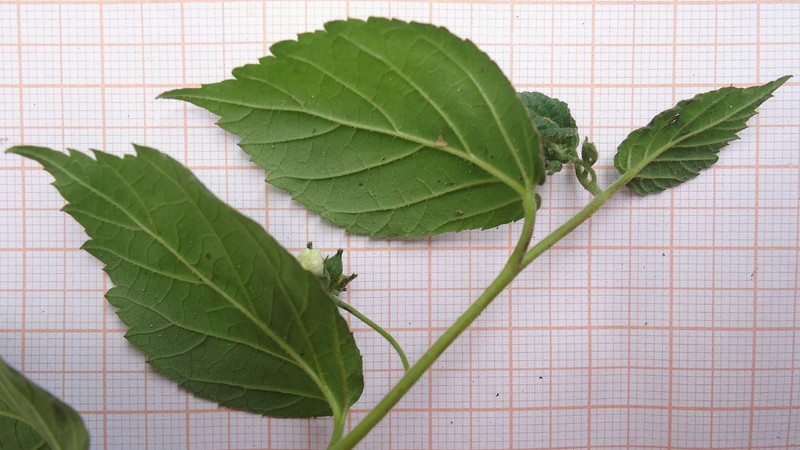Curaciao Bush