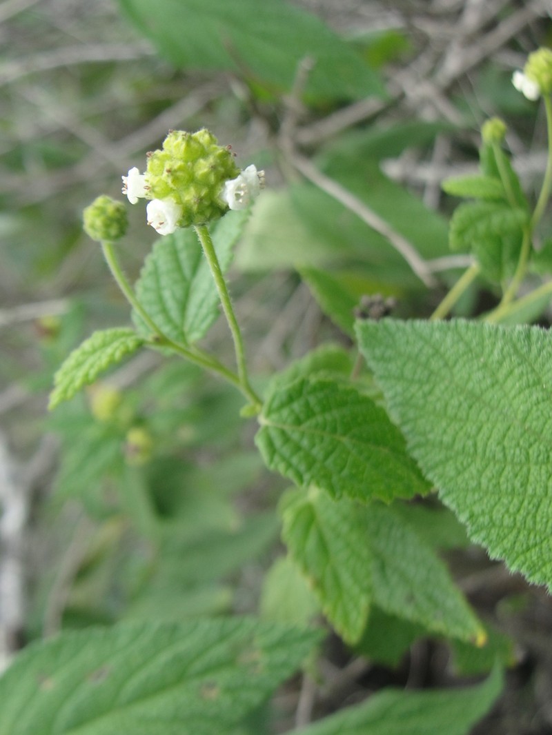 Varronia mariana