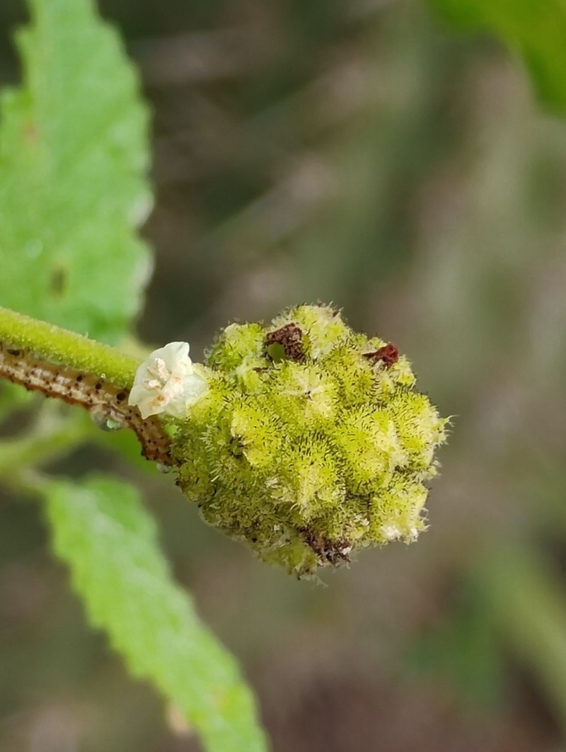 Varronia mariana photo 2