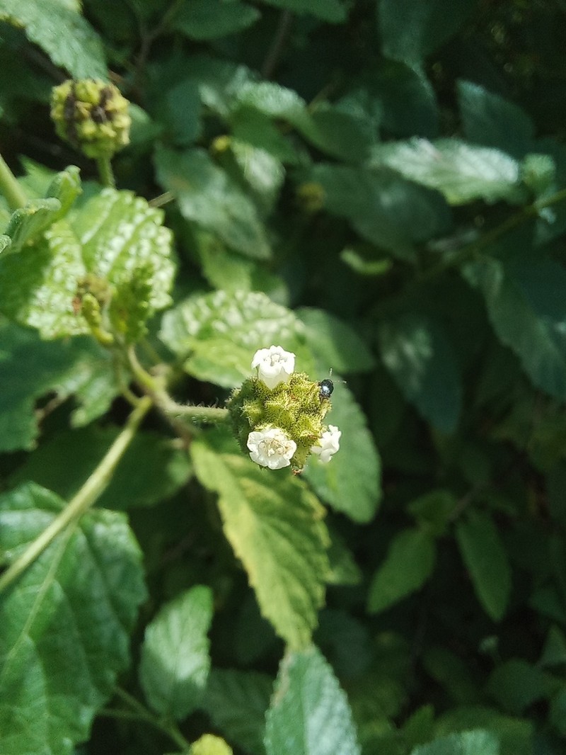 Varronia mariana photo 3