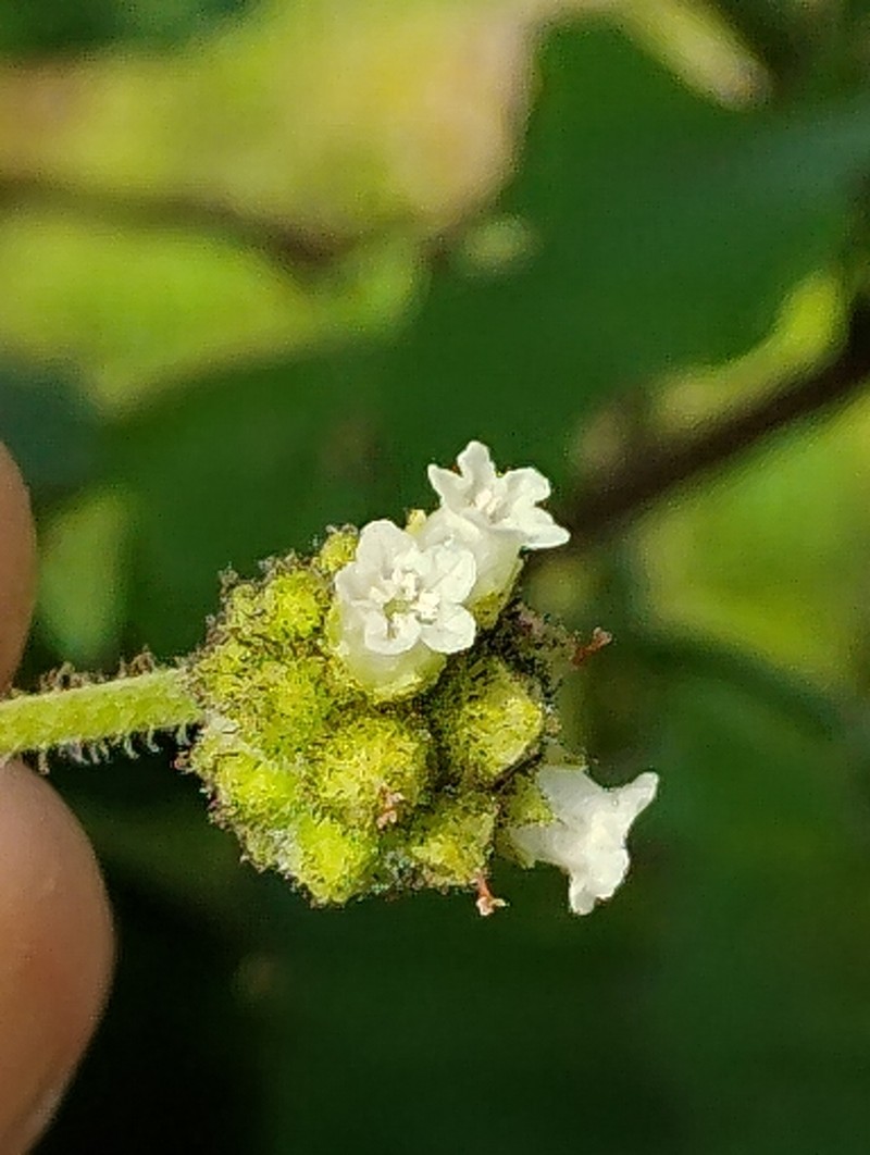 Varronia mariana photo 5