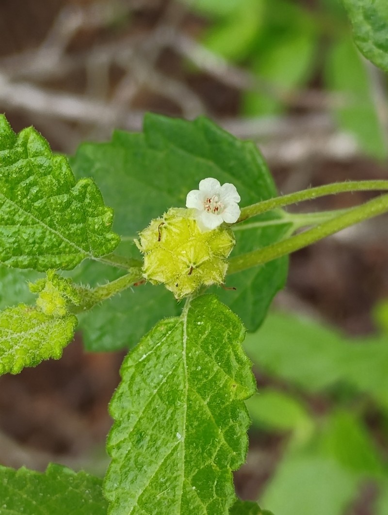 Varronia mariana photo 6