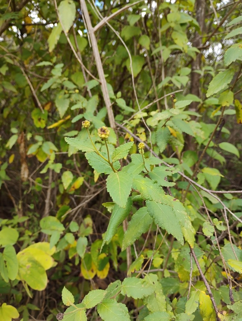Varronia mariana photo 7