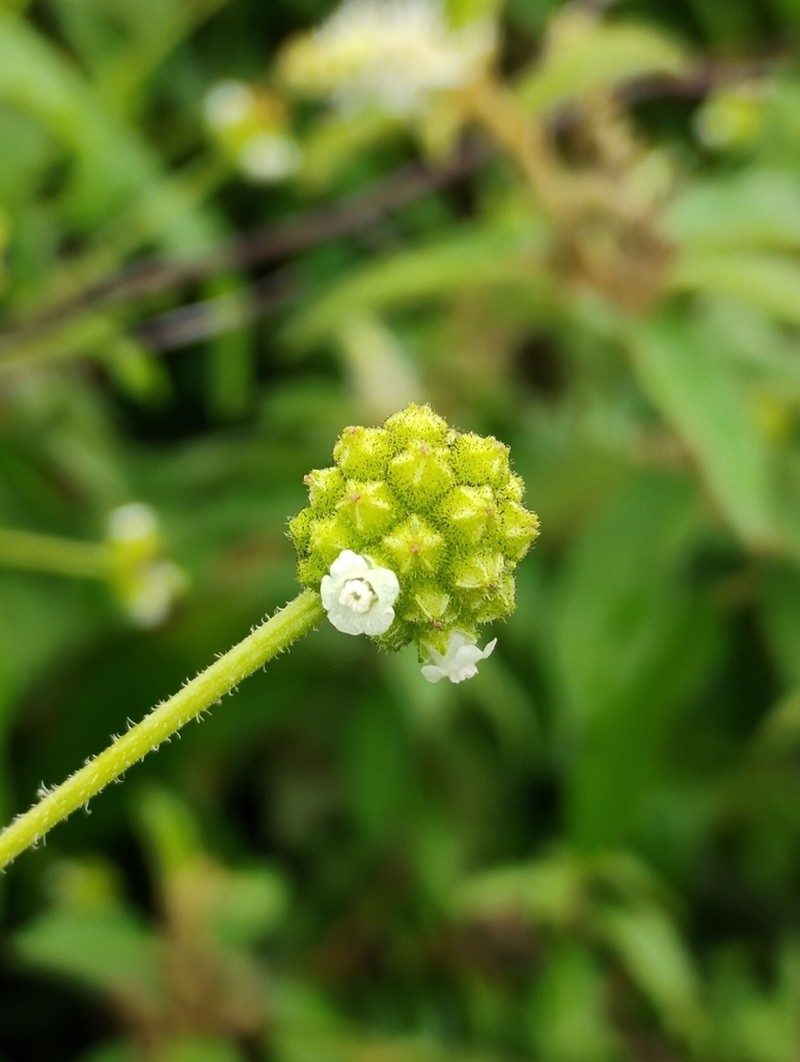 Varronia mariana photo 8