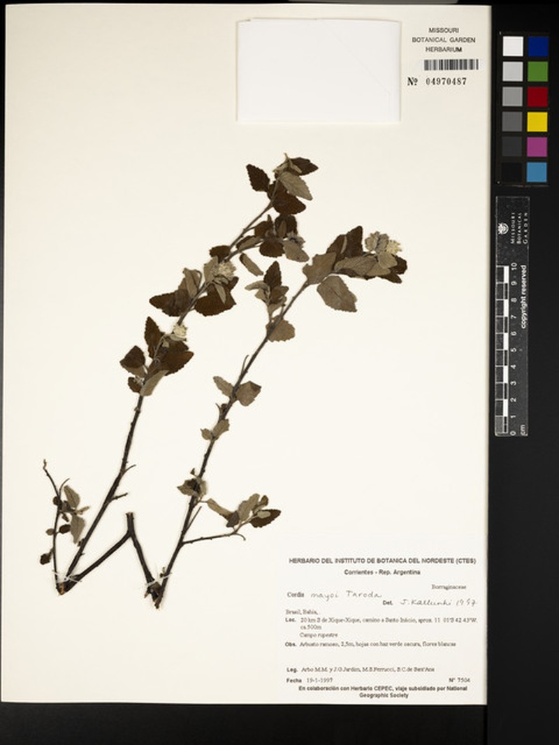 Varronia mayoi photo 2