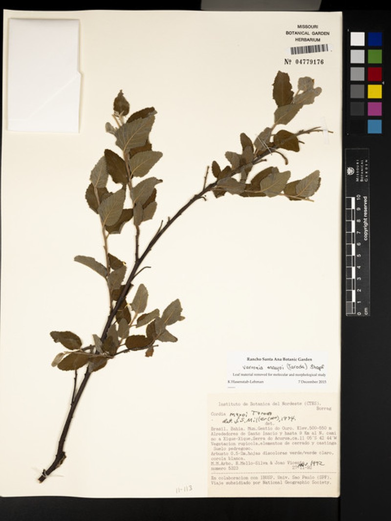 Varronia mayoi photo 3