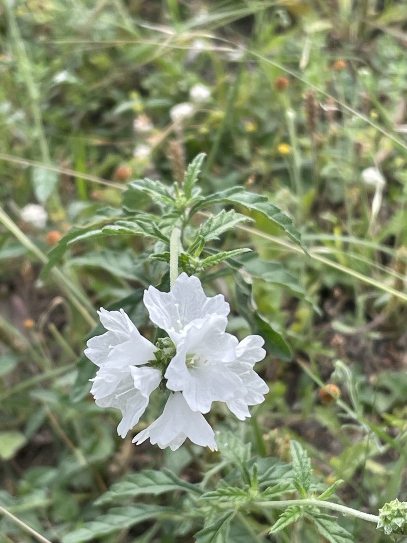 Texas Manjack photo 2