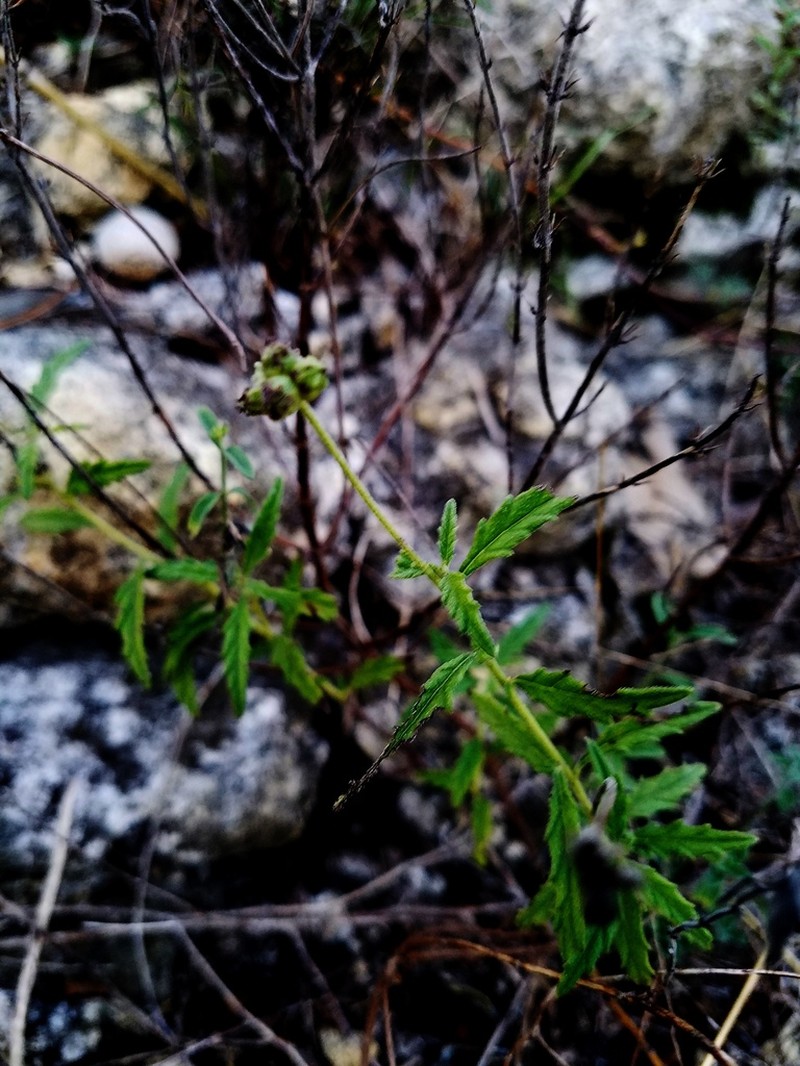 Texas Manjack photo 3