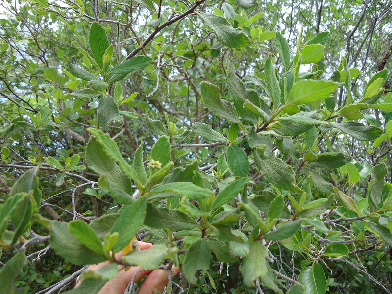 Puerto Rico Manjack