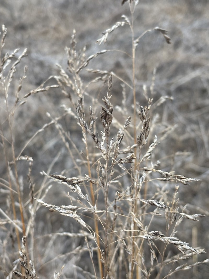 Texasgrass