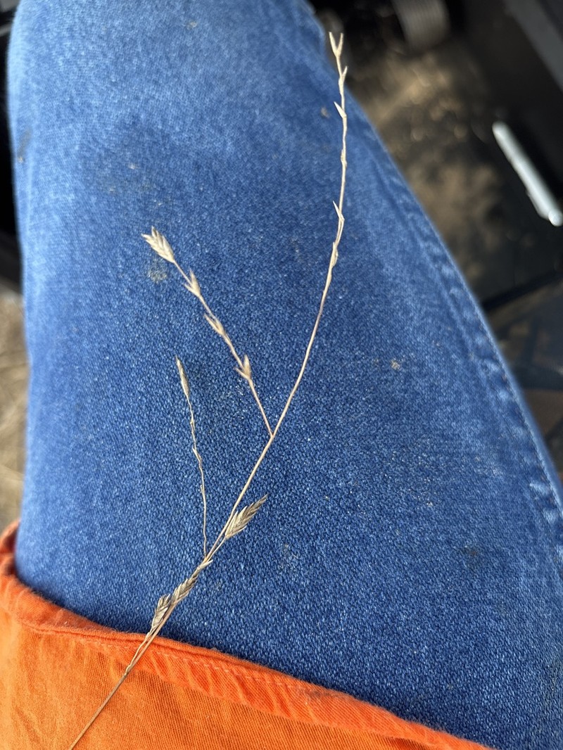 Texasgrass photo 2