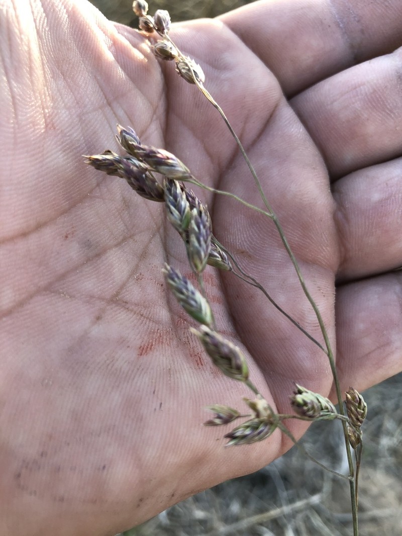 Texasgrass photo 3
