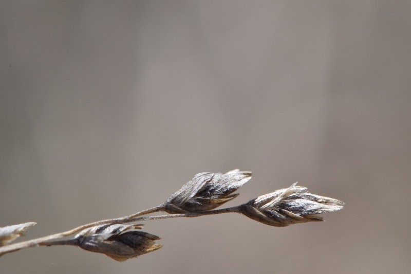 Texasgrass photo 4