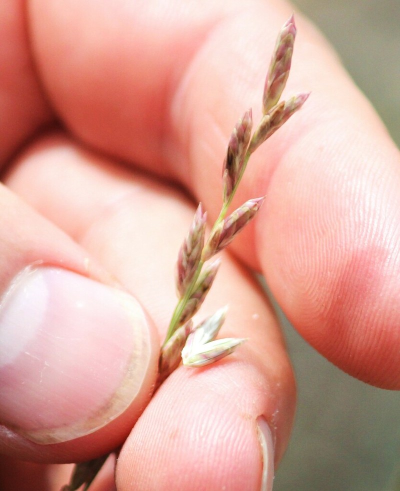 Texasgrass photo 5