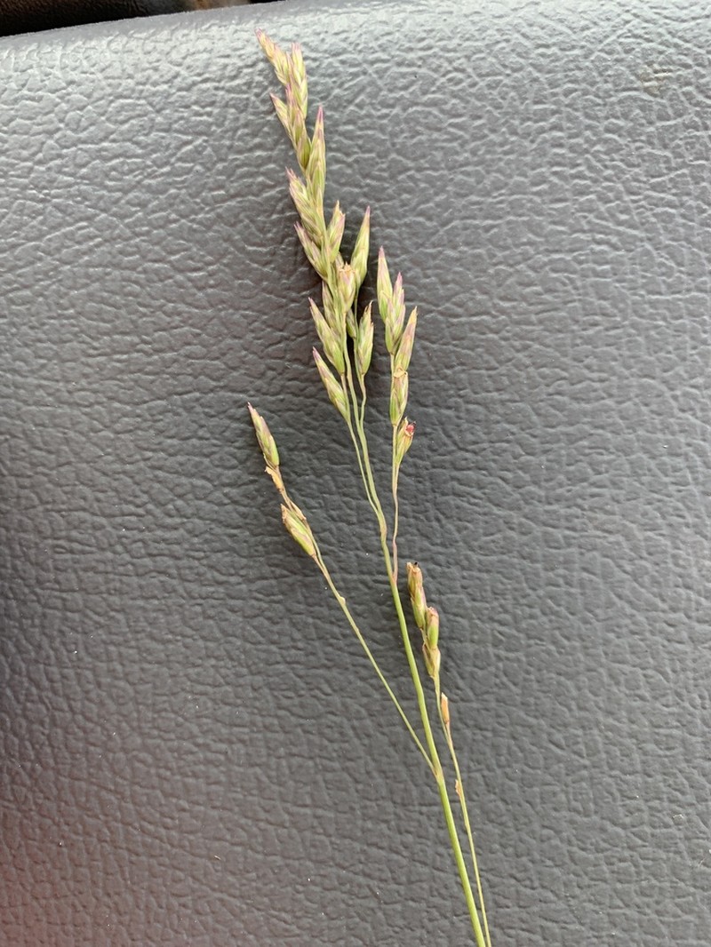 Texasgrass photo 6