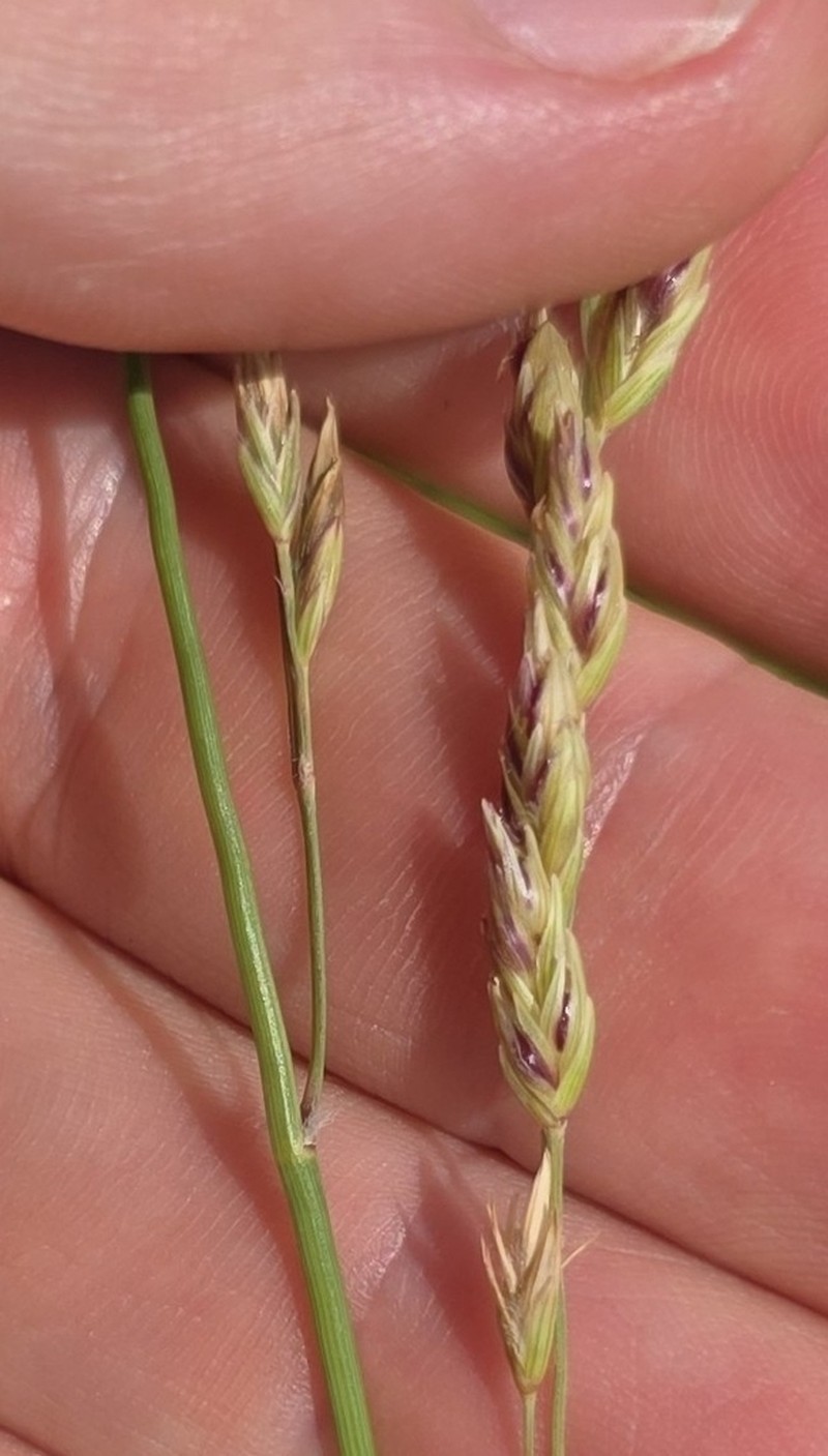 Texasgrass photo 7