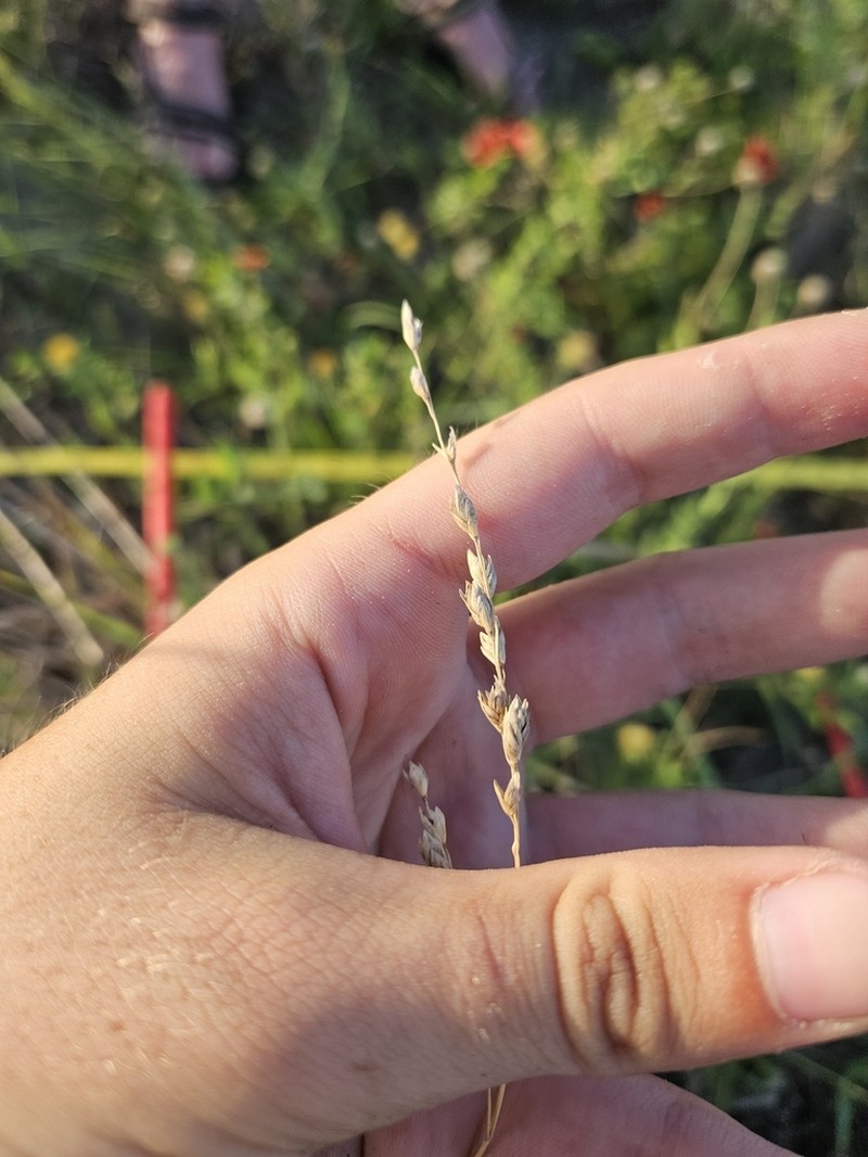 Texasgrass photo 8