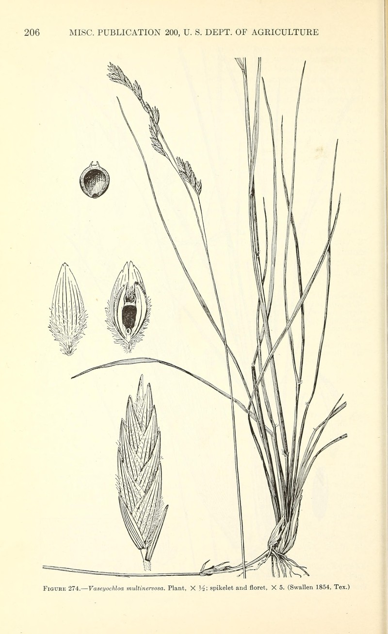 Texasgrass