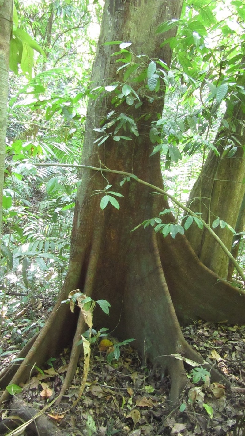 Vatairea erythrocarpa photo 2