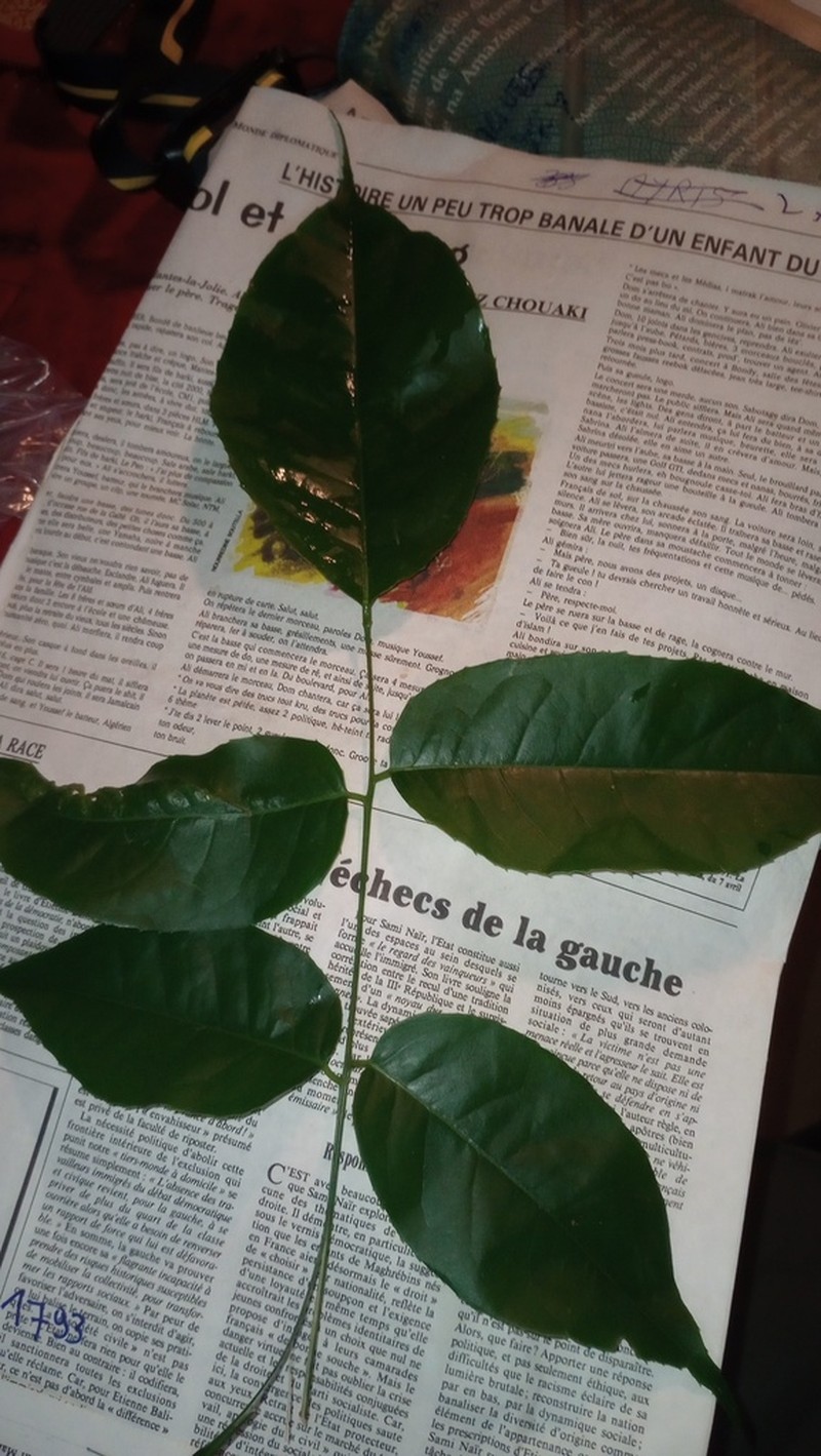 Vatairea erythrocarpa photo 3