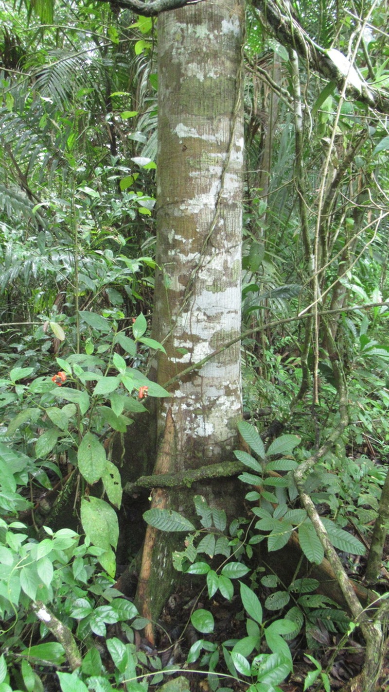 Vatairea erythrocarpa photo 4