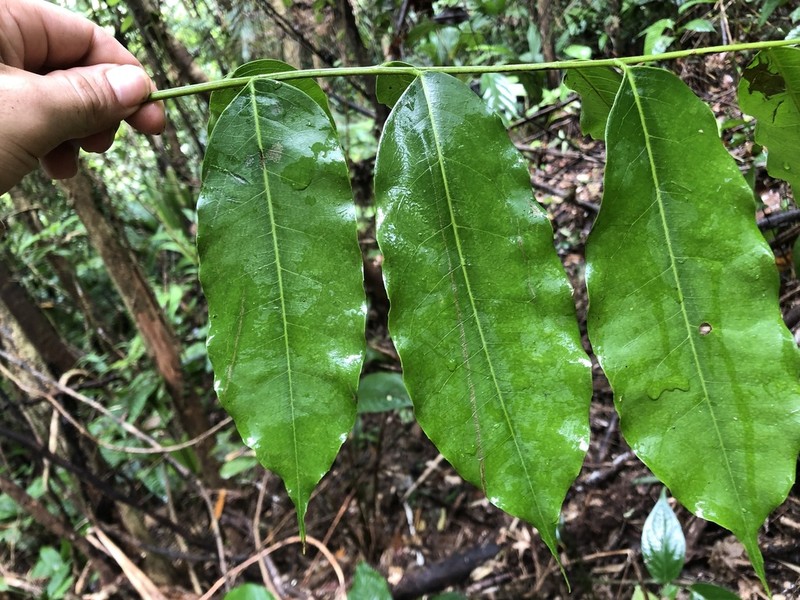Vatairea erythrocarpa photo 5