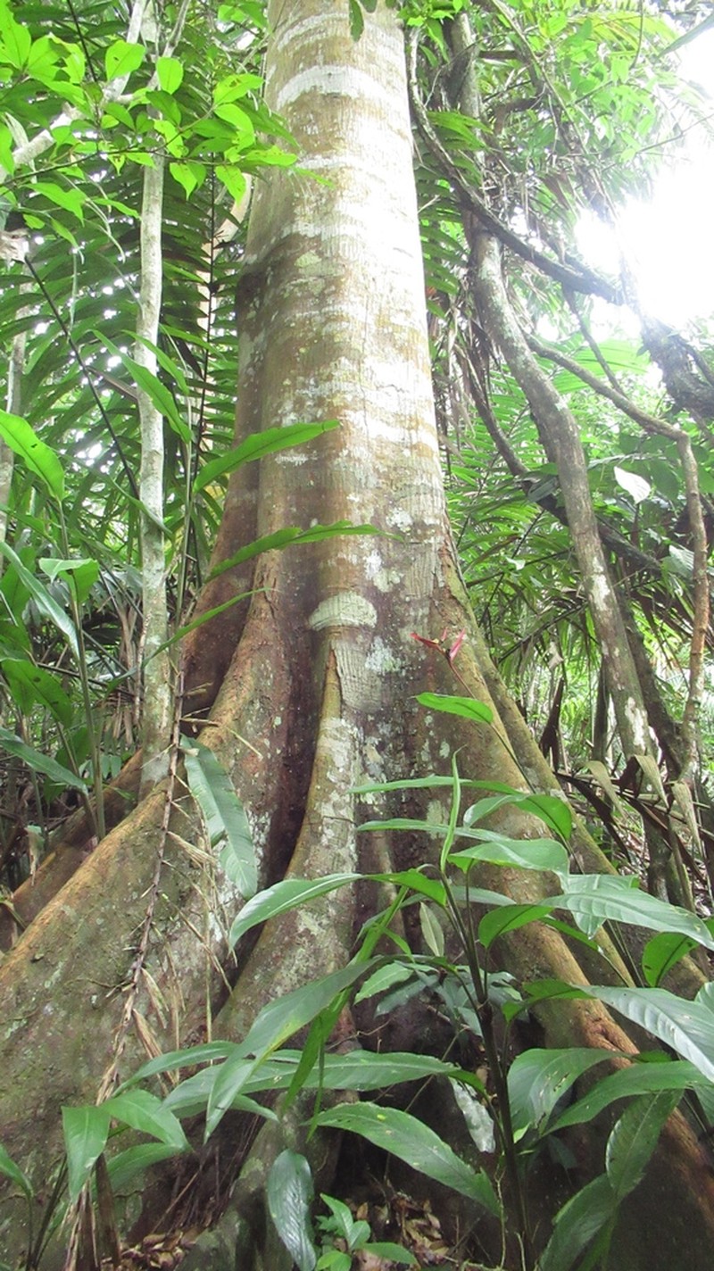 Vatairea erythrocarpa photo 6
