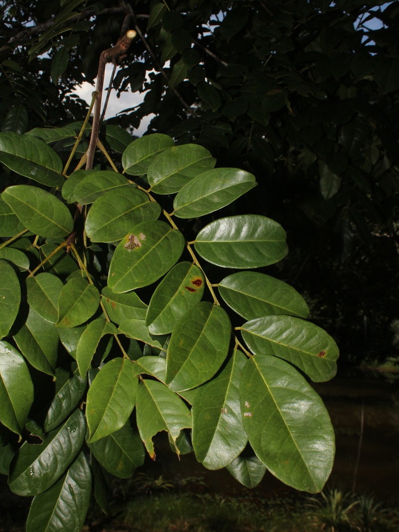 Vatairea erythrocarpa photo 7