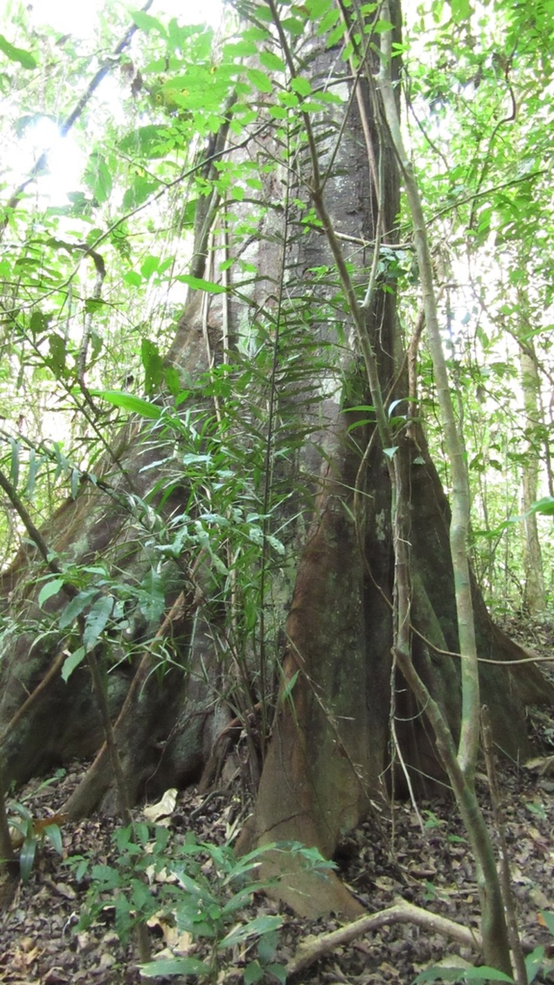 Vatairea erythrocarpa photo 8