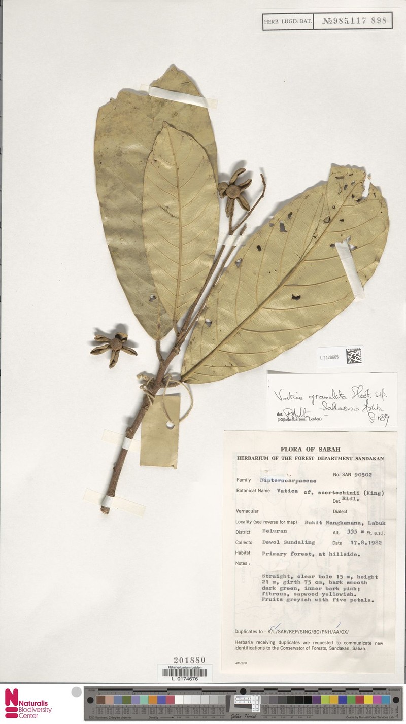 Vatica granulata subsp. granulata