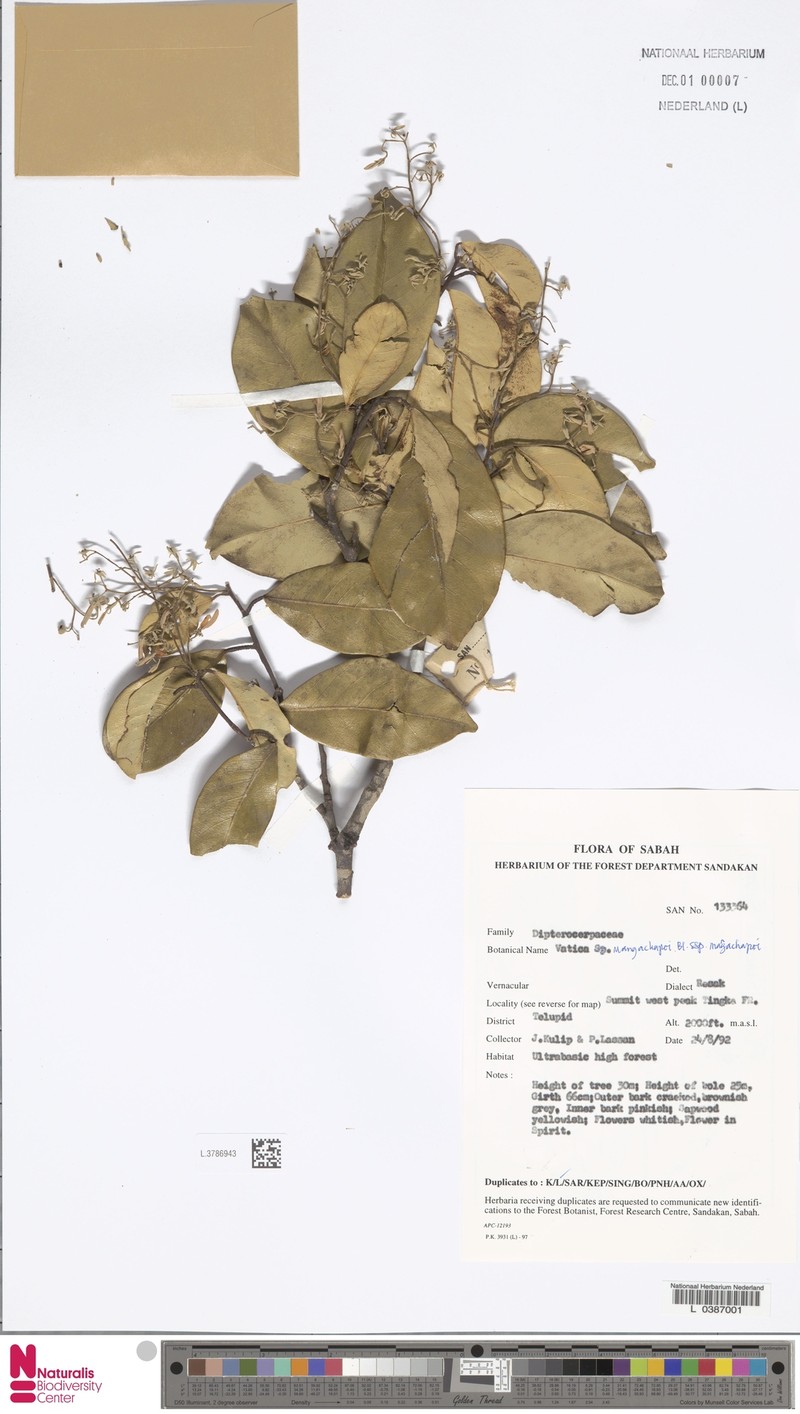 Vatica mangachapoi subsp. mangachapoi