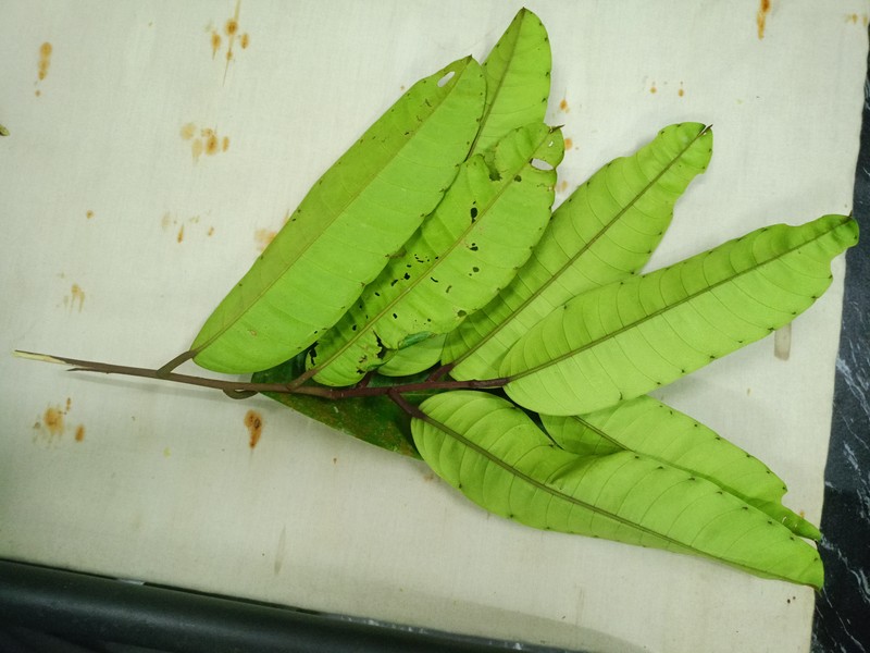 Vatica mizaniana